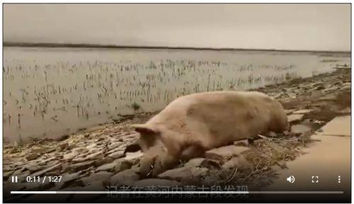 死猪新闻爆料视频大全,揭秘背后真相与反思 第1张 死猪新闻爆料视频大全,揭秘背后真相与反思 第1张