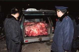 死猪新闻爆料视频大全,揭秘背后真相与反思 第2张 死猪新闻爆料视频大全,揭秘背后真相与反思 第2张