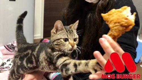 娱乐吃瓜小猫咪视频在线观看,跟随小猫咪一起吃瓜,畅享欢乐时光 第1张 娱乐吃瓜小猫咪视频在线观看,跟随小猫咪一起吃瓜,畅享欢乐时光 第1张