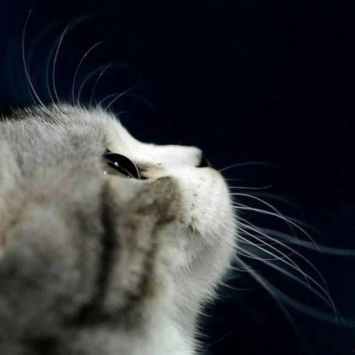 娱乐吃瓜小猫咪视频在线观看,跟随小猫咪一起吃瓜,畅享欢乐时光 第3张 娱乐吃瓜小猫咪视频在线观看,跟随小猫咪一起吃瓜,畅享欢乐时光 第3张