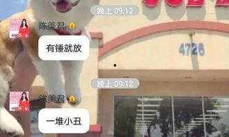 社会群岛爆料小视频,揭秘真实事件背后的惊人真相