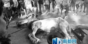 国外爆料马被打死的视频,马被打死事件视频曝光